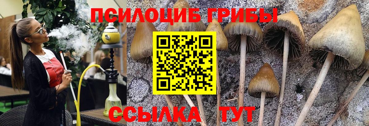 Лесной  Псилоцибиновые грибы мицелий  Вход с VPN 